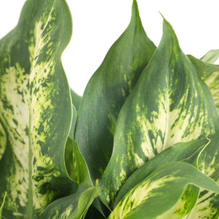Costa Farms 12" Tall Dieffenbachia, Bright Indirect Sunlight - Image 2