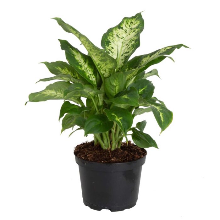 Costa Farms 12" Tall Dieffenbachia, Bright Indirect Sunlight